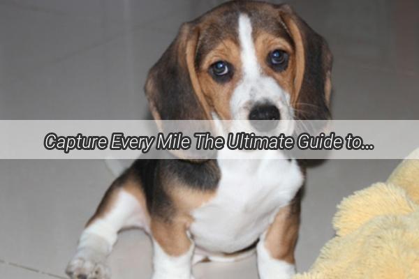 Capture Every Mile The Ultimate Guide to Using a Dog Shipping Camera for Peace of Mind on the Go